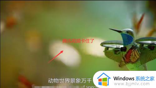 win10打开腾讯视频就死机怎么回事_win10打开腾讯视频死机的解决方法